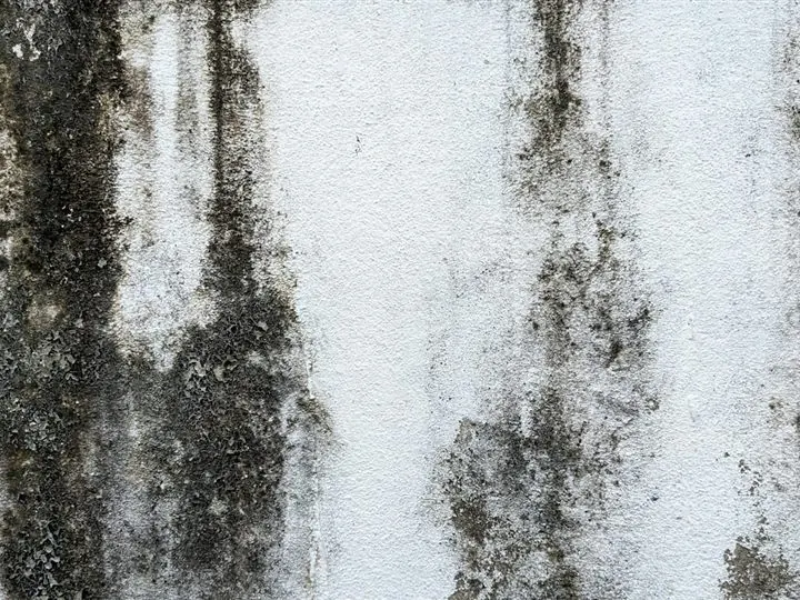 Parede pintada com manchas de umidade e mofo — infiltração que exige vistoria técnica em Uberlândia-MG